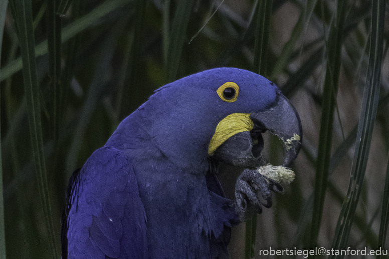 hyacinth macaw